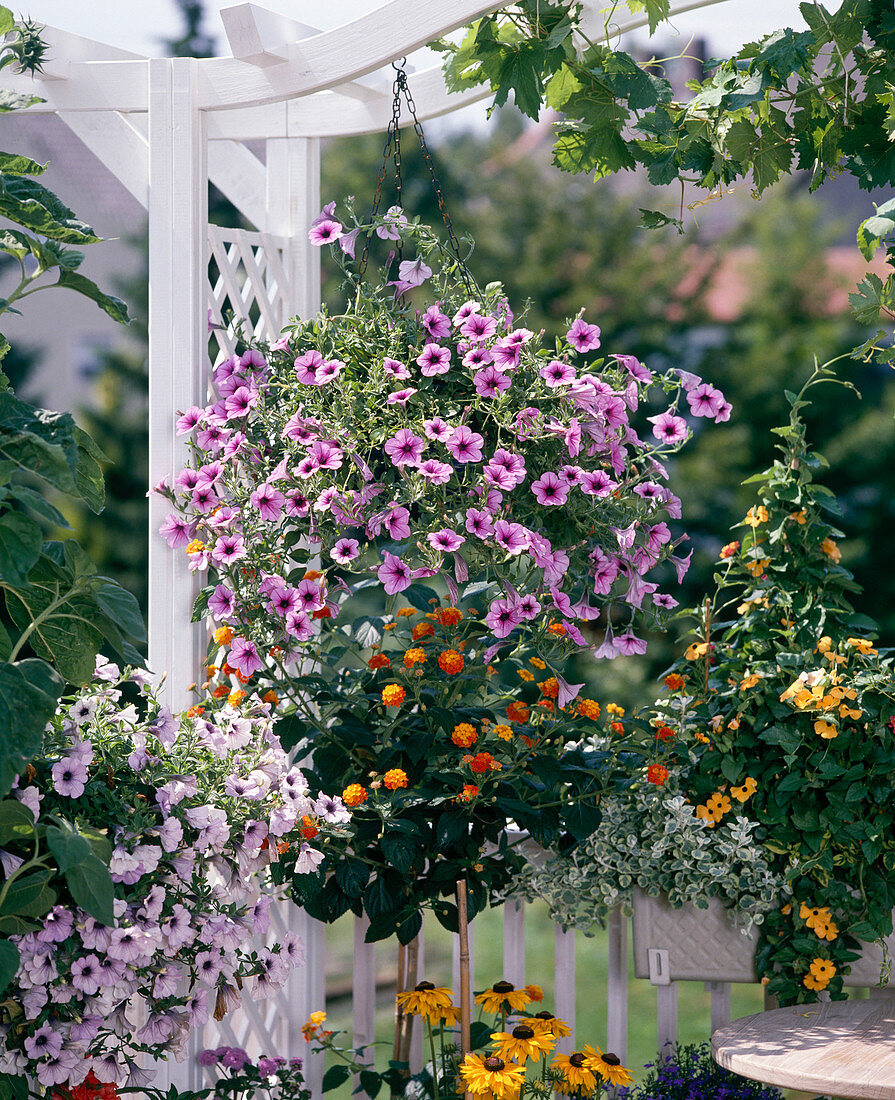 Petunia Surfinia 'Pink Vein', Lantana camara