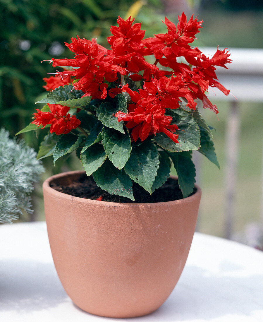 Salvia splendens