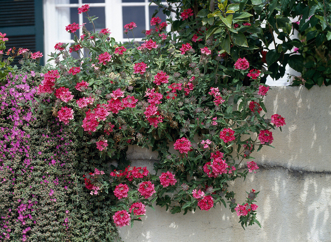 Verbena tenera 'Cleopatra', Hanging Verbena