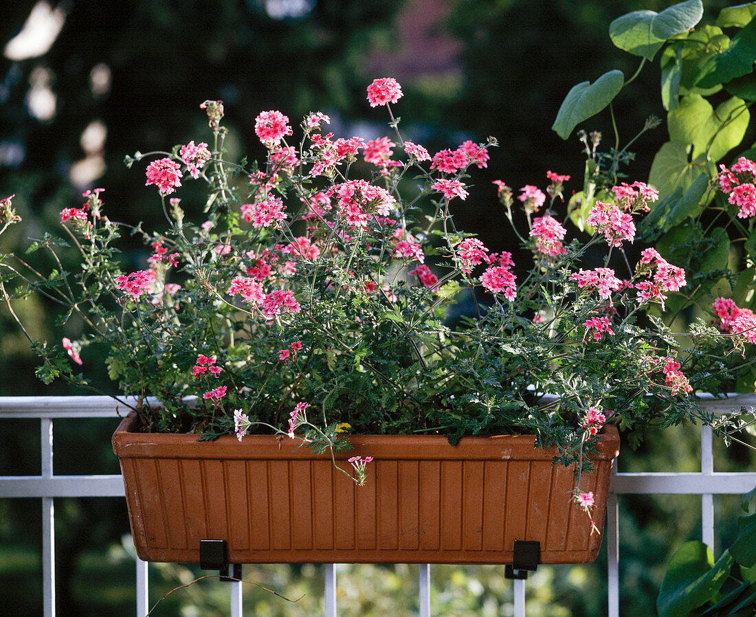 Verbena tenera 'Cleopatra