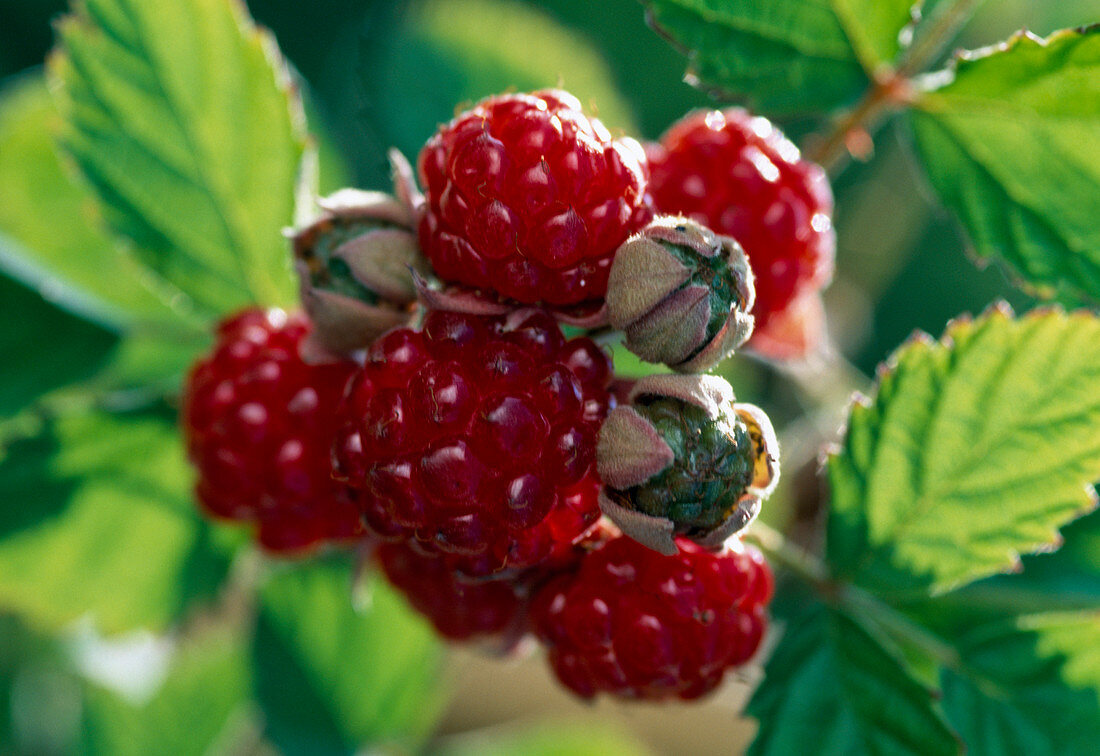 Rubus hybr. phoenicolasius 'Dorman Red'