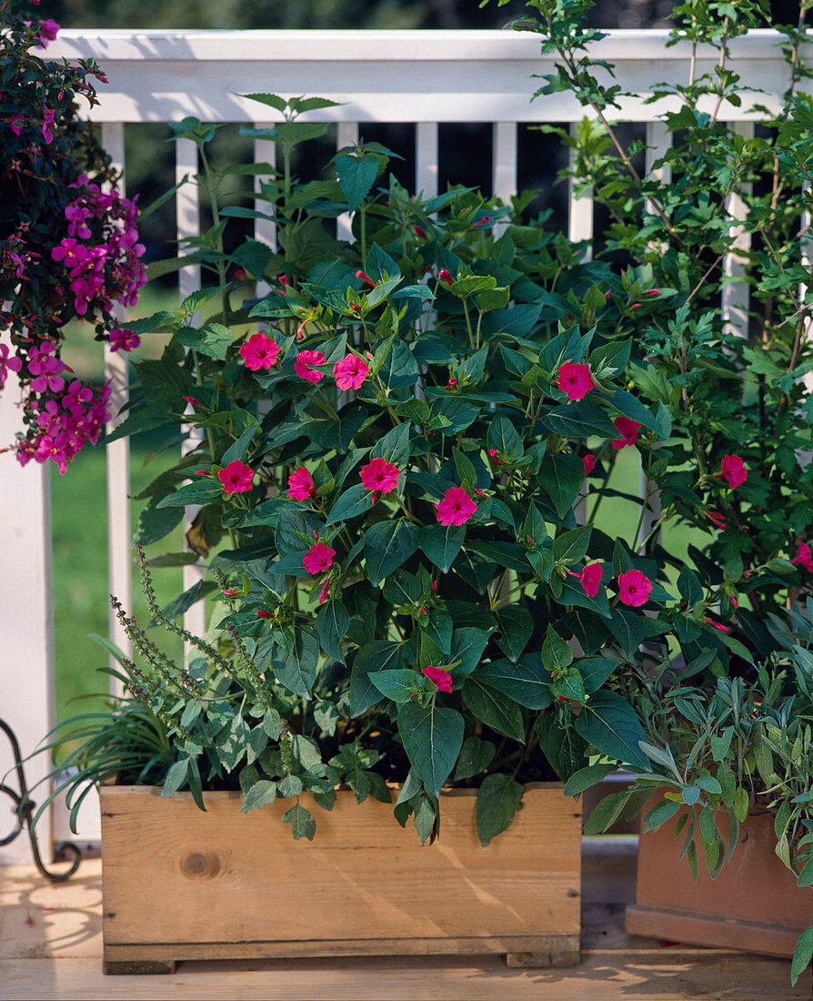 Mirabilis jalapa