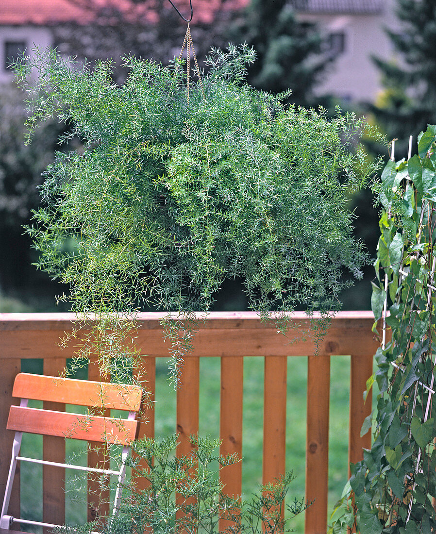 Asparagus densiflorus in summer