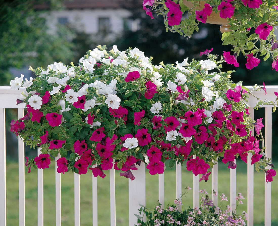 Petunia Surfinia hybrid in white