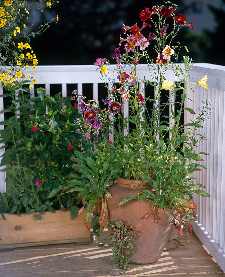 Amphore mit Salpiglossis, Oenothera biennis, Sedum, Oenothera