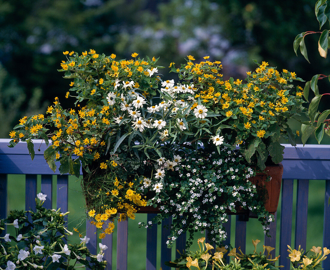 Melampodium, Zinnia angustifolia