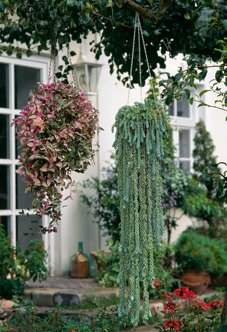 Houseplants in the summer freshness