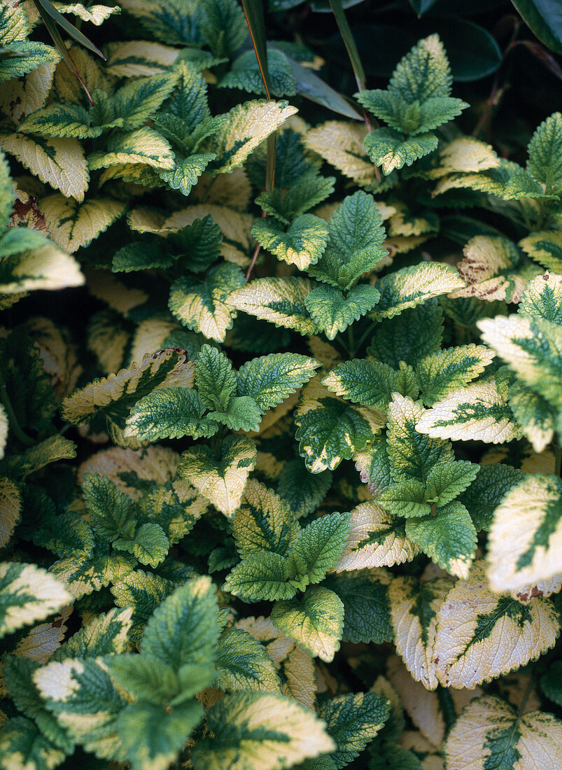 Lemon balm with variegated leaves