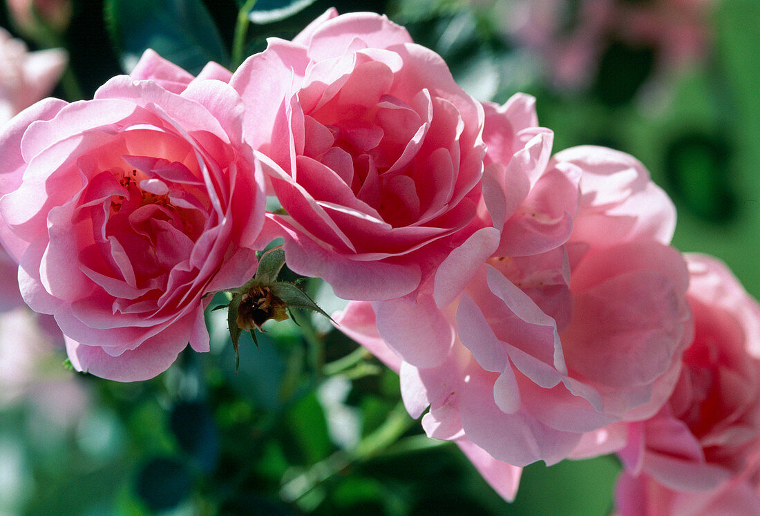 Historische Kletterrose 'Tausendschön'