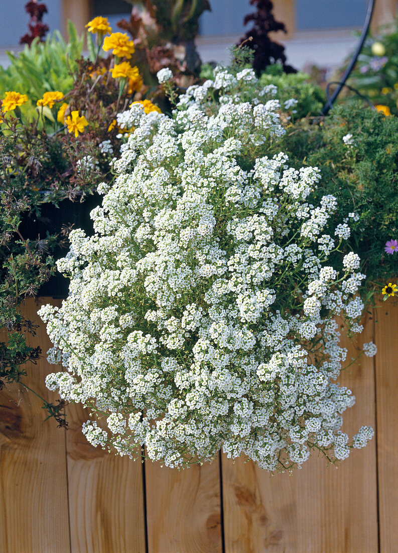 Lobularia maritima