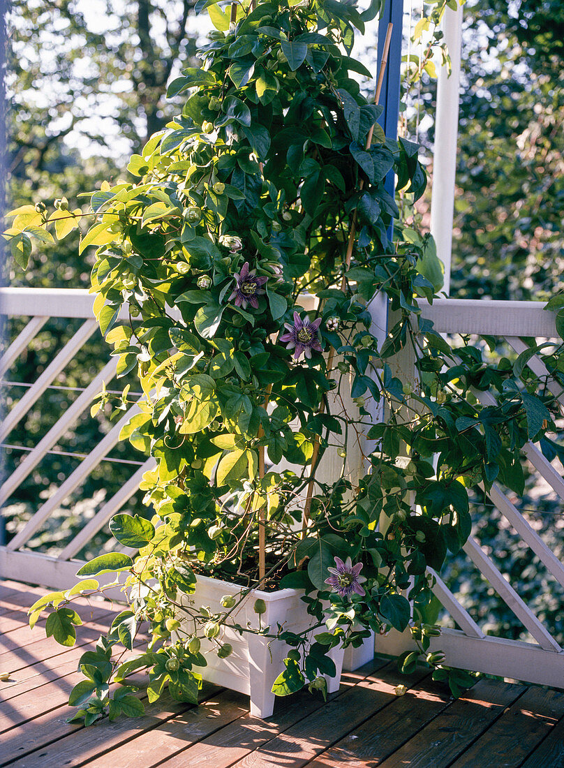 Passiflora - Hybr: 'Kaiserin Eugenie'