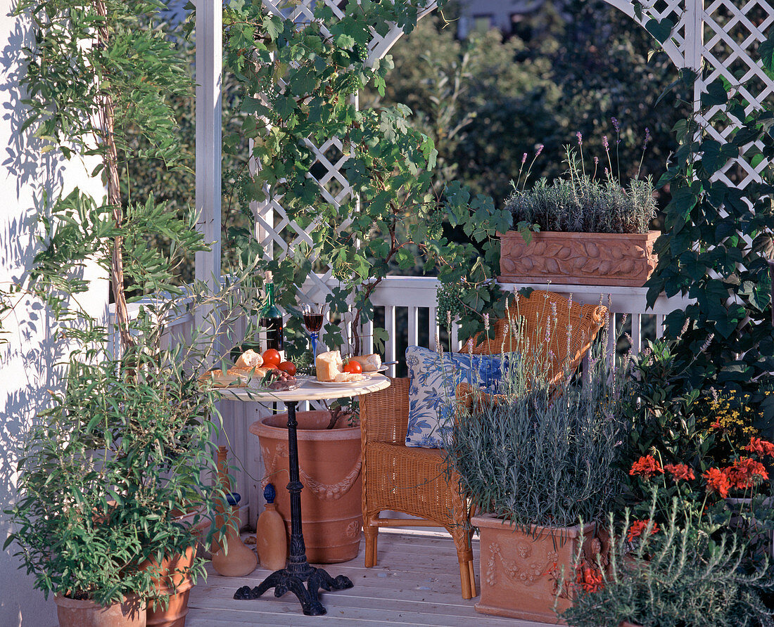 Provence balcony: Lavender, Vitis vinifera