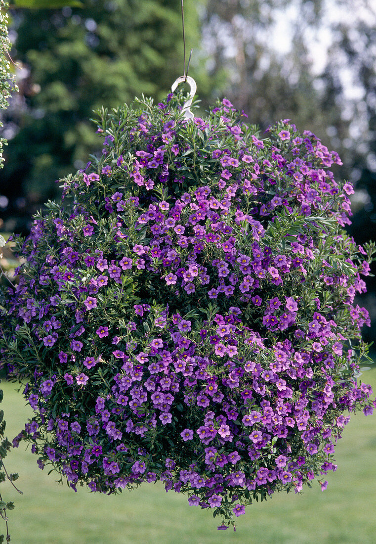 Traffic light: Surfinia-Petunia 'Million Bells' Blue