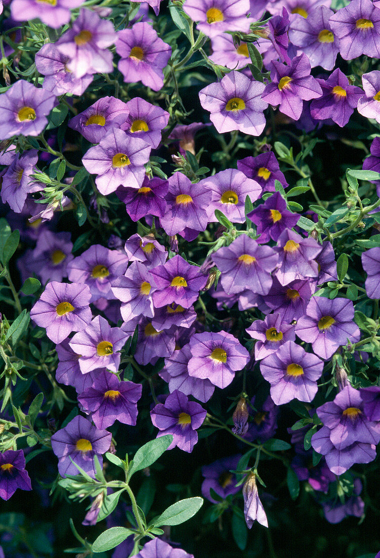 Surfinia-Petunia 'Million Bells' Blau