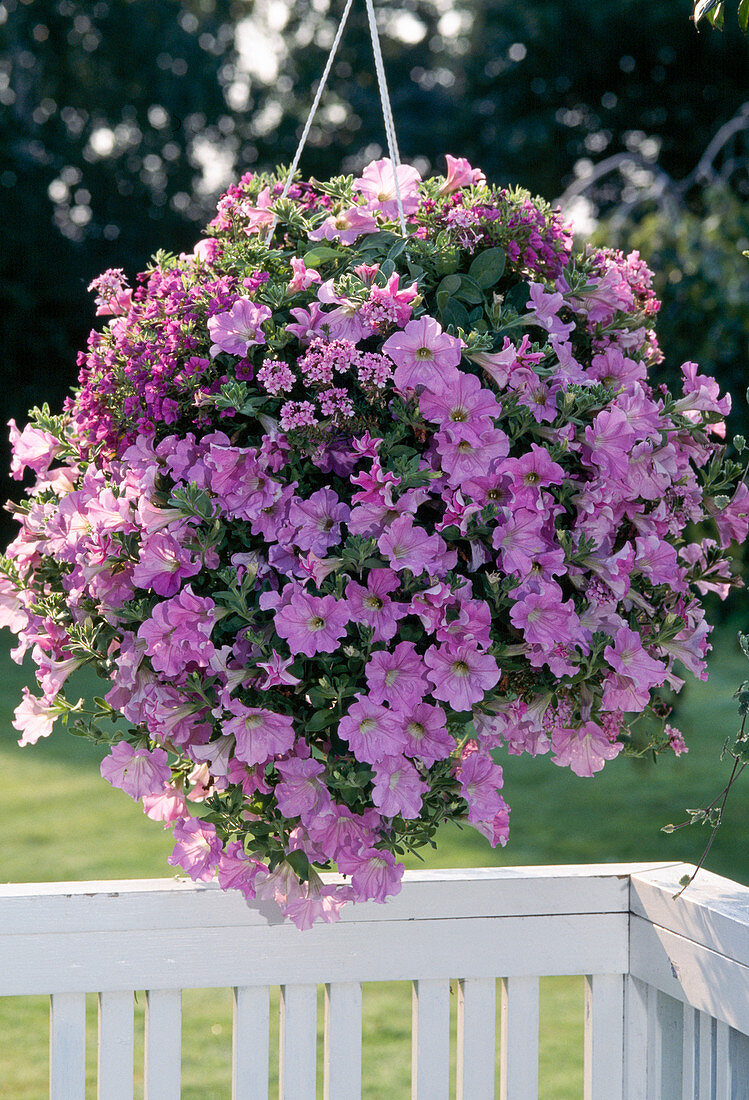 Petunia 'Pastel Surfinia', Petunia 'Million Bells'