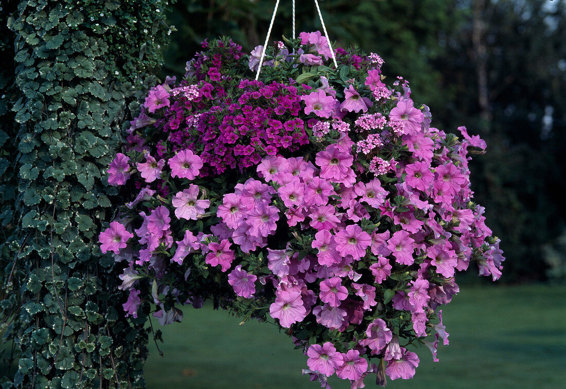 Petunia 'Pastel Surfinia', Petunia 'Million Bells'