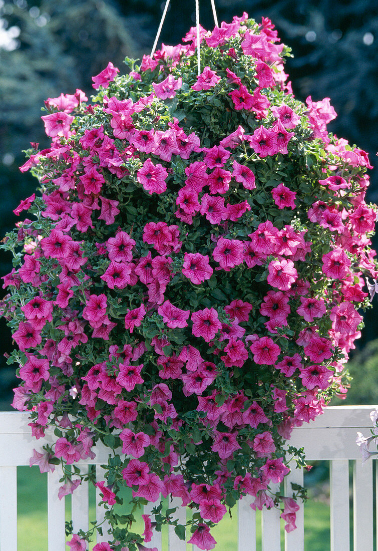 Surfinia petunia 'Hot Pink'