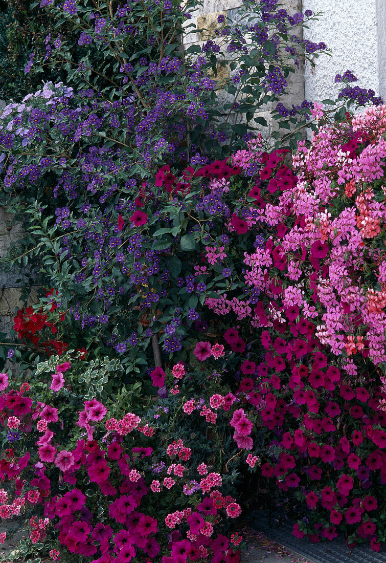 Solanum rantonnetii Surfinia 'Shihi Purple'