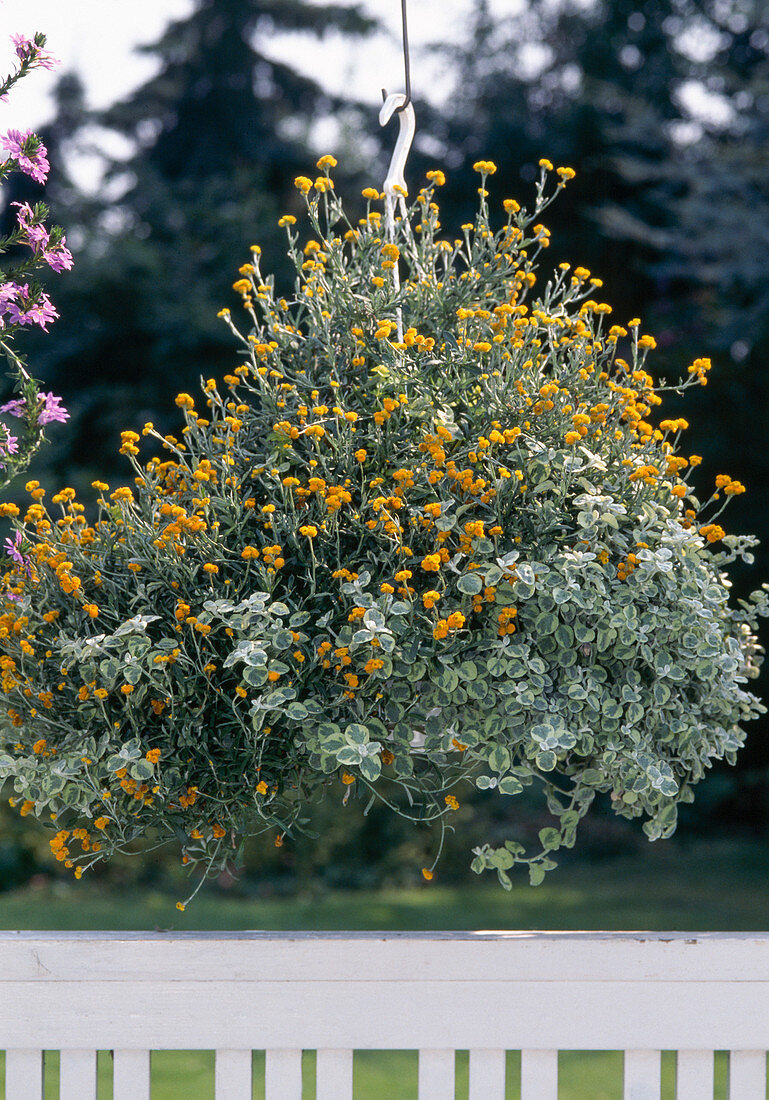 Helichrysum ramosissimum 'Baby Gold'
