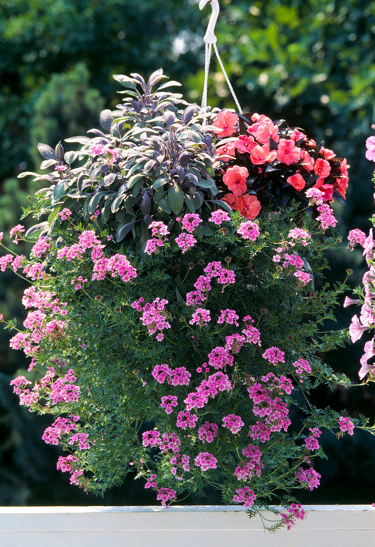 Verbena-HYBR.'Tapien' IMPATIENS-Neu-Guinea-HYBR.