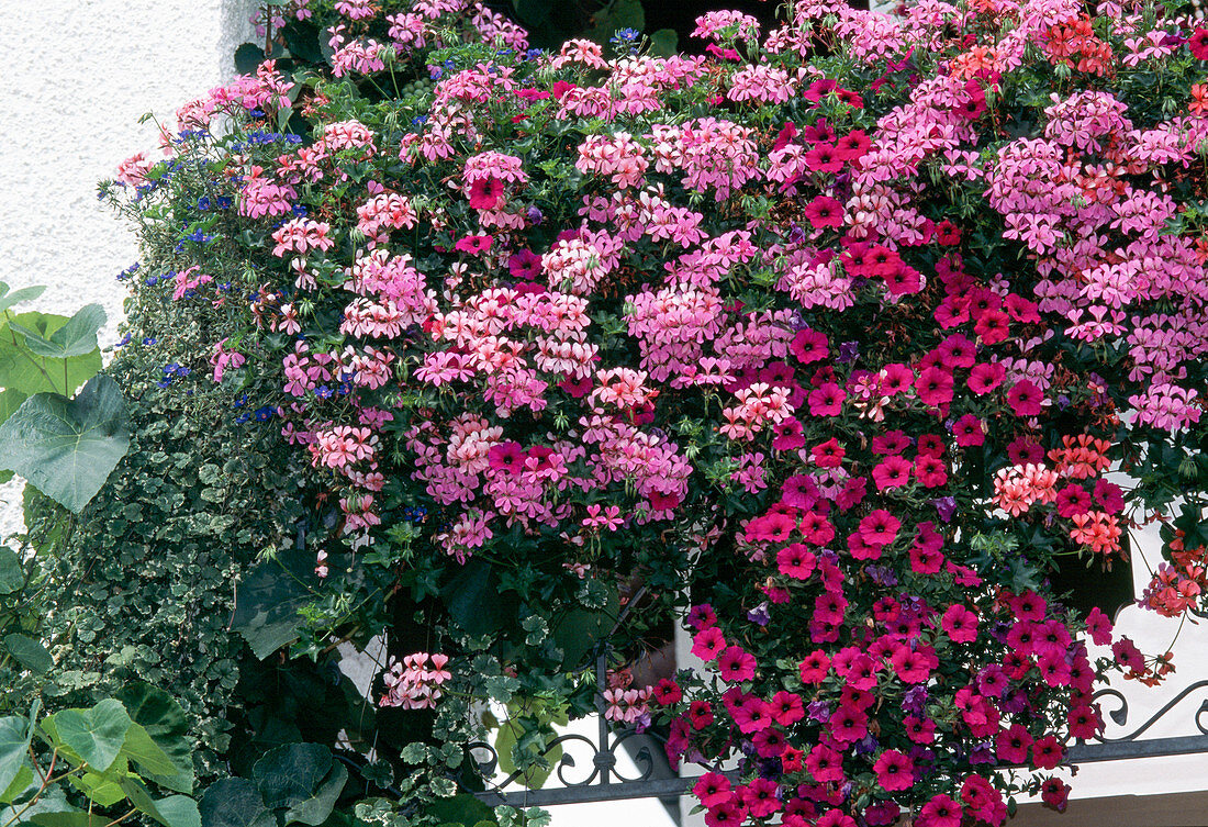 Pelargonium Hybride 'Ville De Paris' Surfinia-Petunia