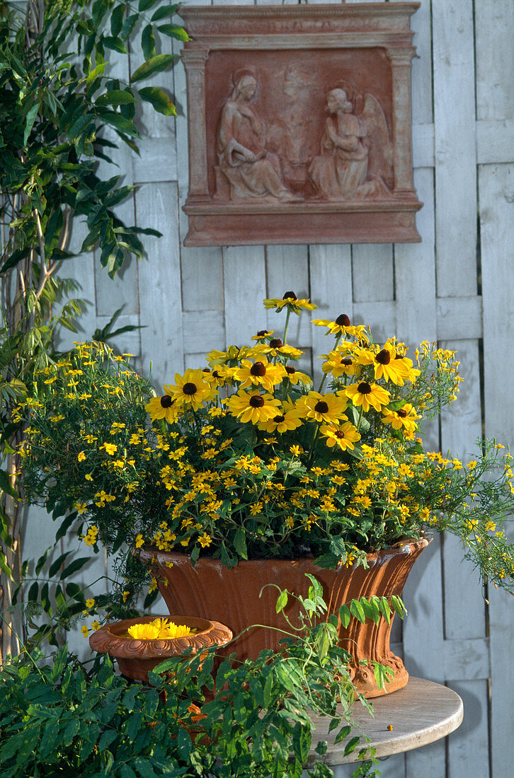 Rudbeckia, Tagetes erecta