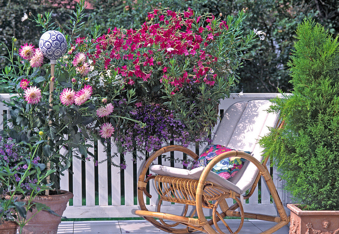 Balcony with dahlia, ornamental tobacco, fan flower, indoor cypress and rocking chair