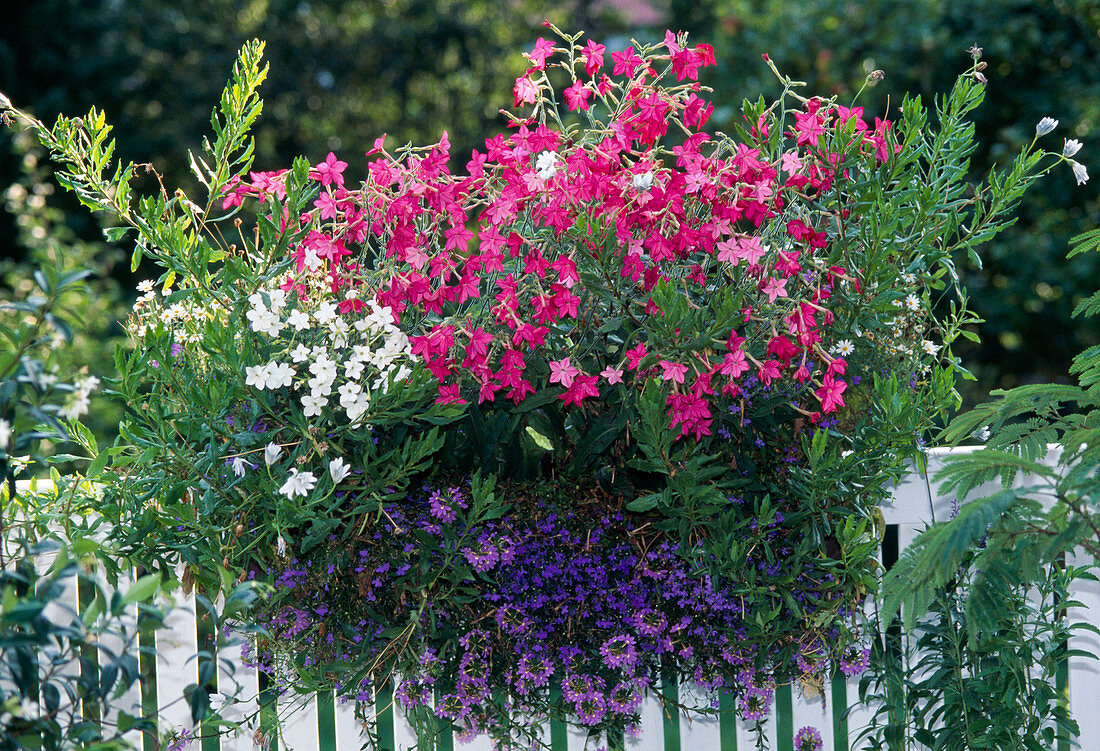 Nicotiana sanderae, Osteopermum hybrid