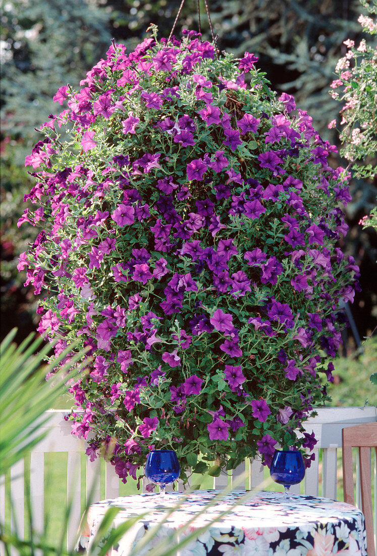 Surfinia petunia 'Blue'