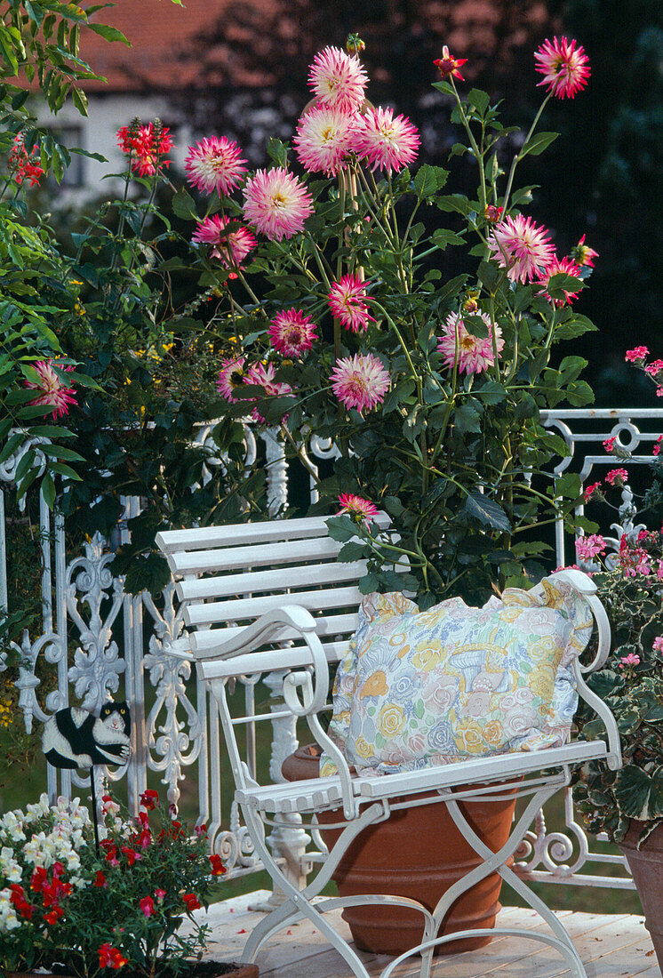 Dahlia hybrida 'Jura' Kaktusdahlie