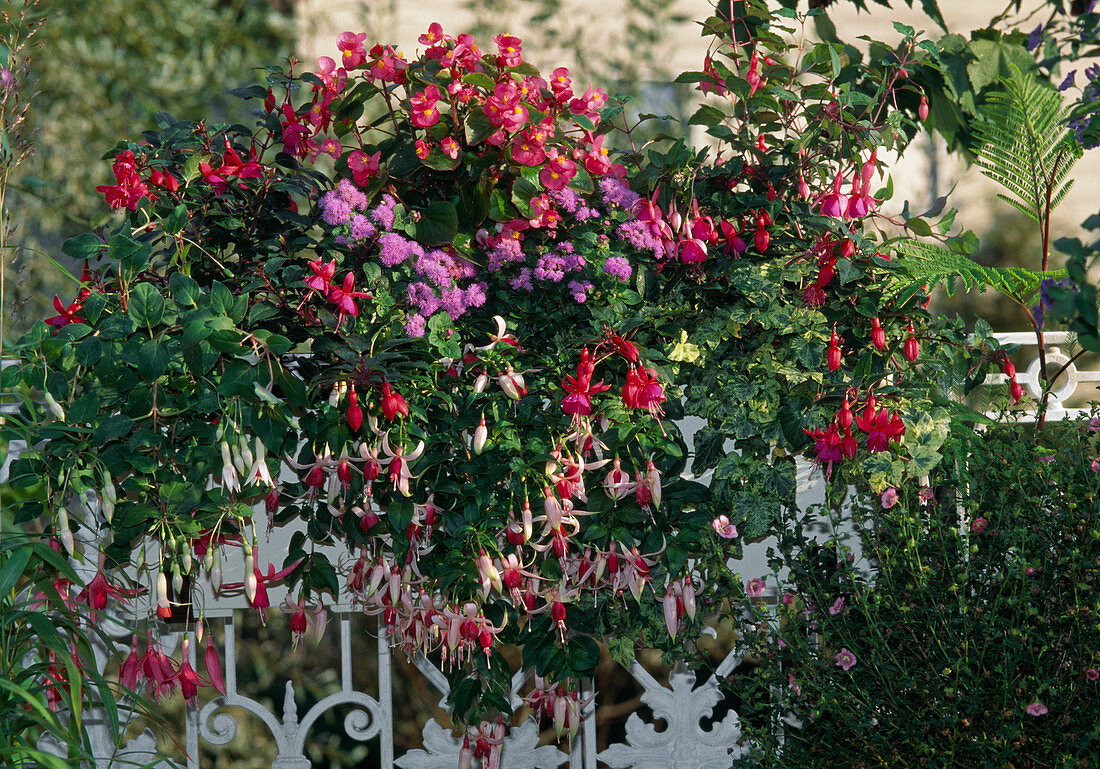 Fuchsia hybrid, Ageratum houstonianum