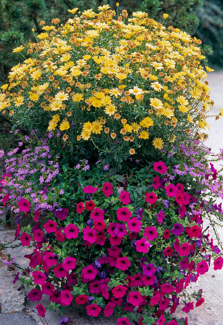 Argyranthemum frutescens, Scaevola 'Blue Wonder'