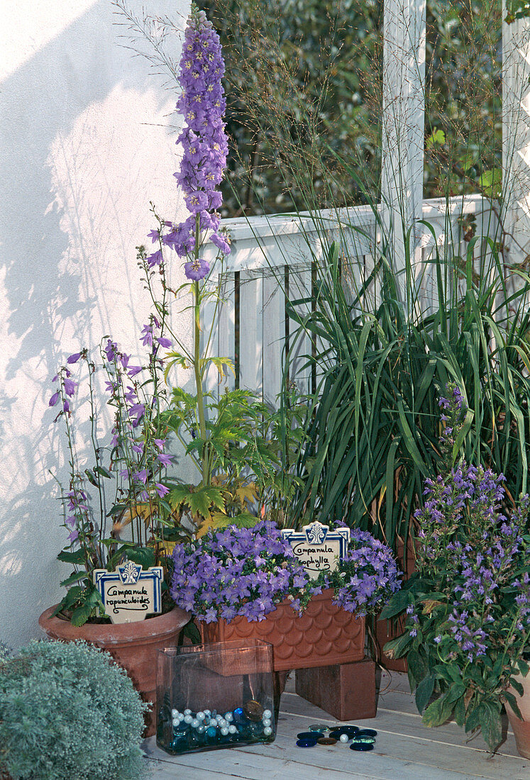 Campanula rapunculoides, Campanula isophylla