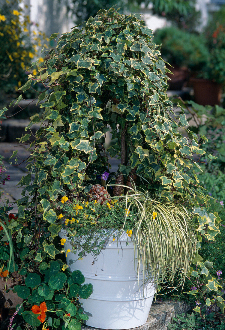 Hedera helix 'Golden Child' (Efeu) als Stämmchen gezogen