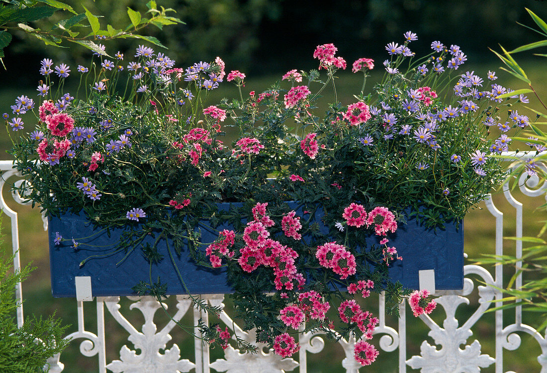 Felicia amelloides, Verbena tenera 'Cleopatra', red box