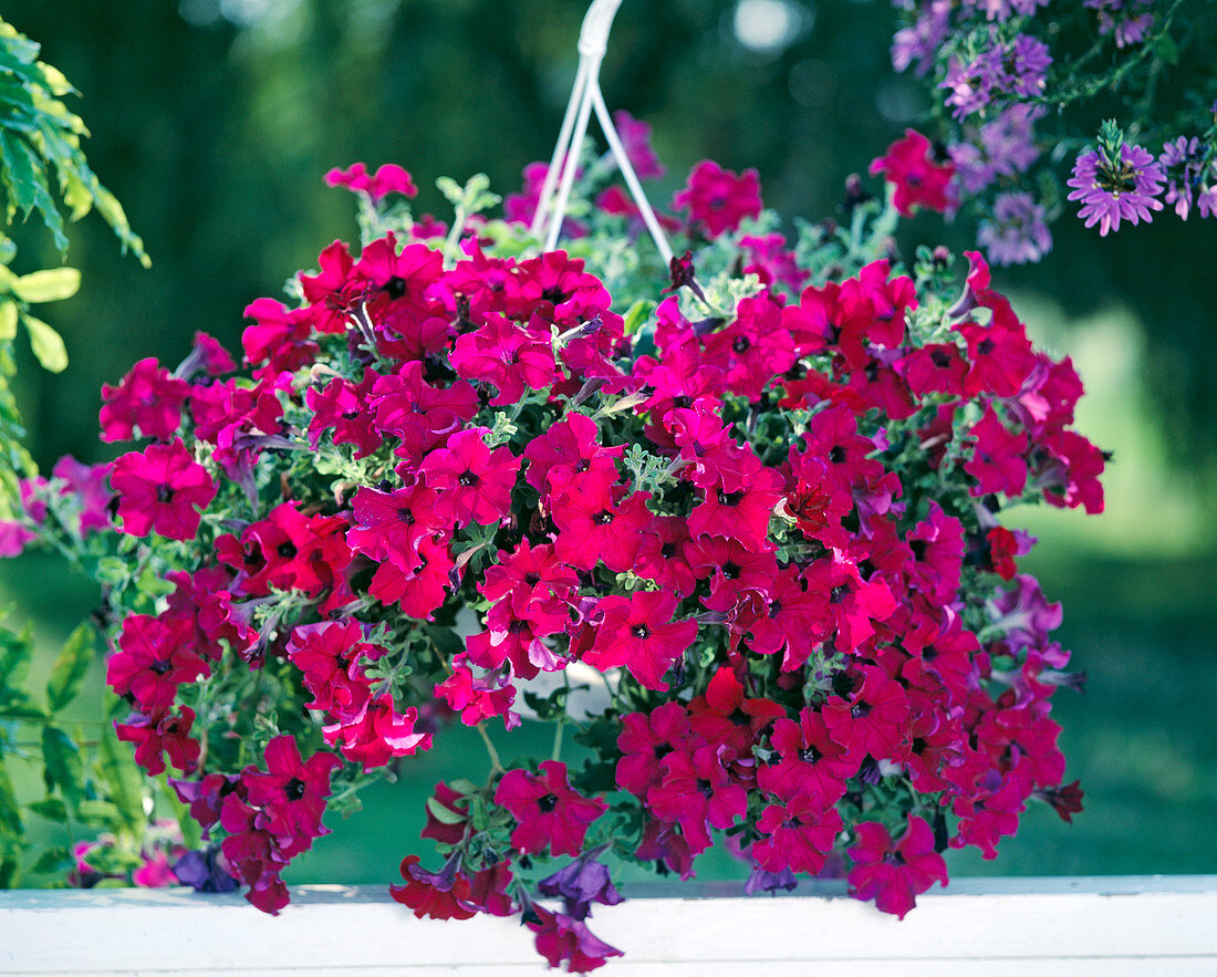 Petunia solana Royal 'Charles'