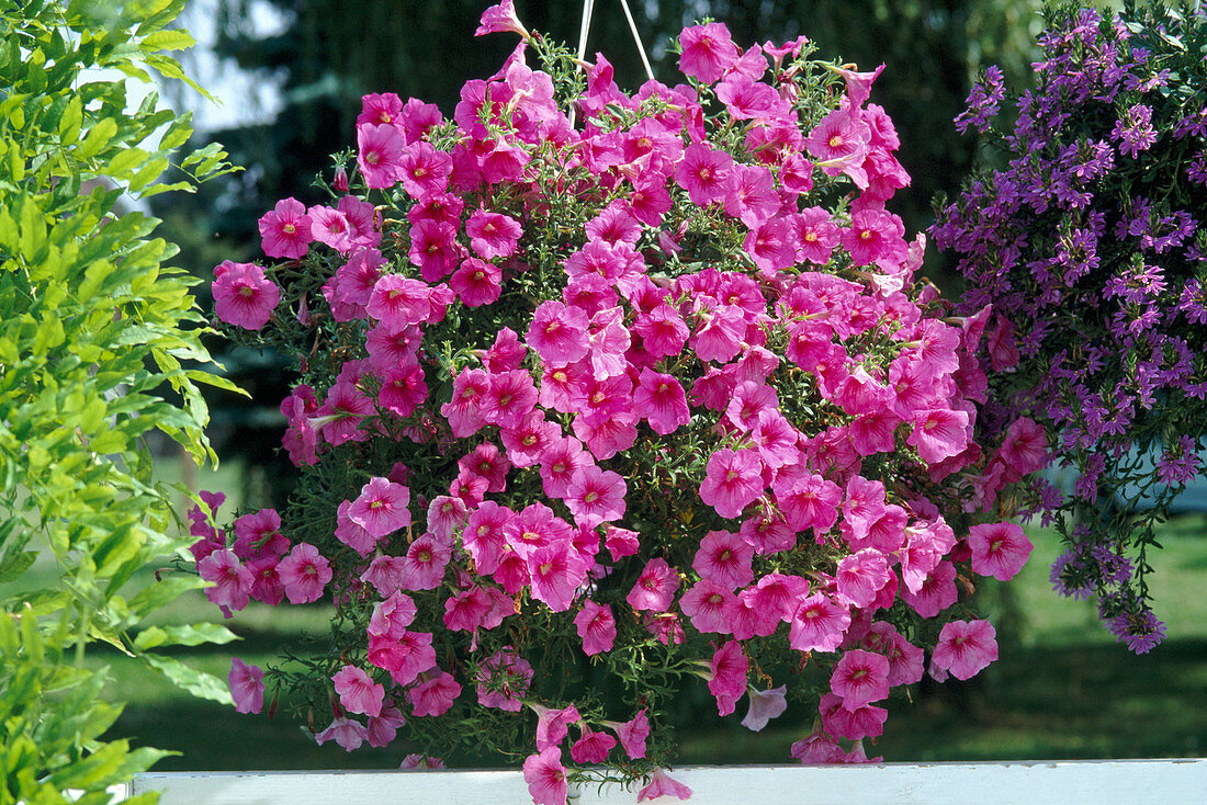 Petunia Solana Royal 'Diana'