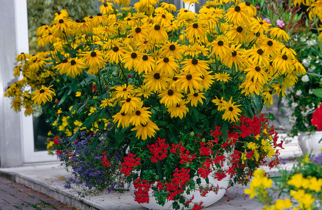 Rudbeckia hirta (coneflower), Pelargonium