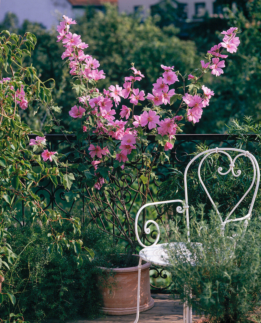 Lavatera olbia rosea