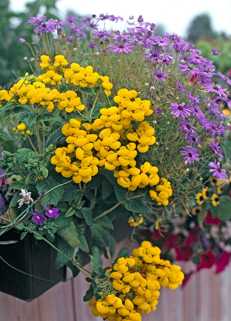 Brachyscome iberidifolia, Calceolaria integrifolia