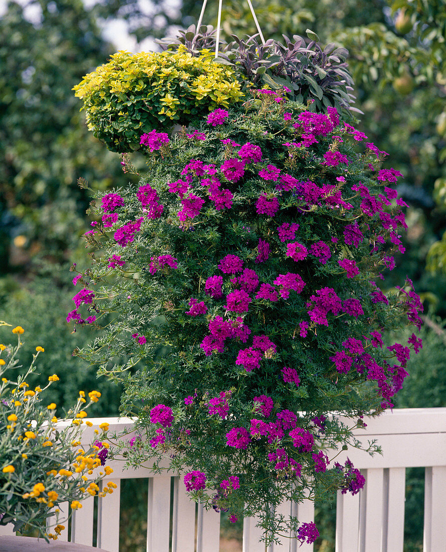 Verbena 'Tapien' Blue, Salvia officinalis 'Purpurascens'