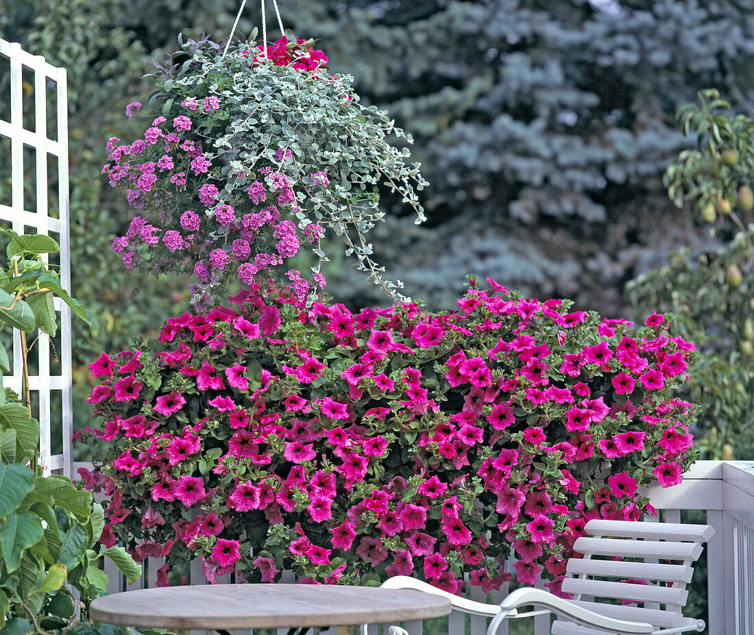 Ampel: Helichrysum Petiolare 'Silver', Verbena 'Tapien', Surfinia 'Hot Pink'