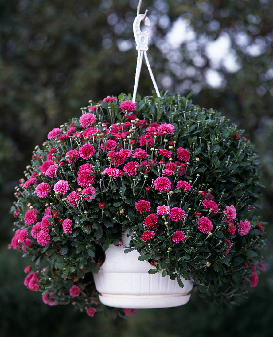 Chrysanthemum indicum, Chrysanthemum