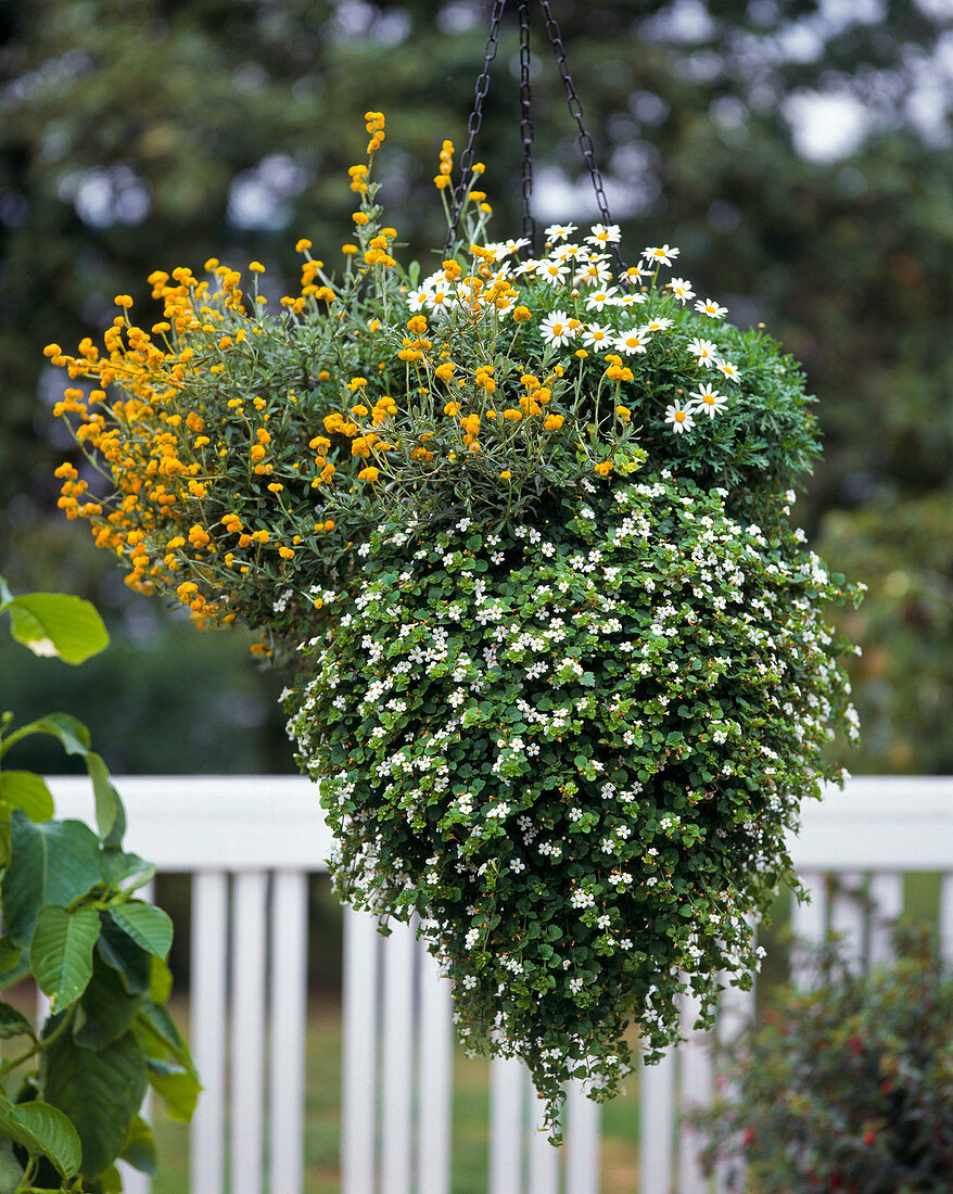 Helichrysum ramosissimum 'Baby Gold',Sutera Diffusa