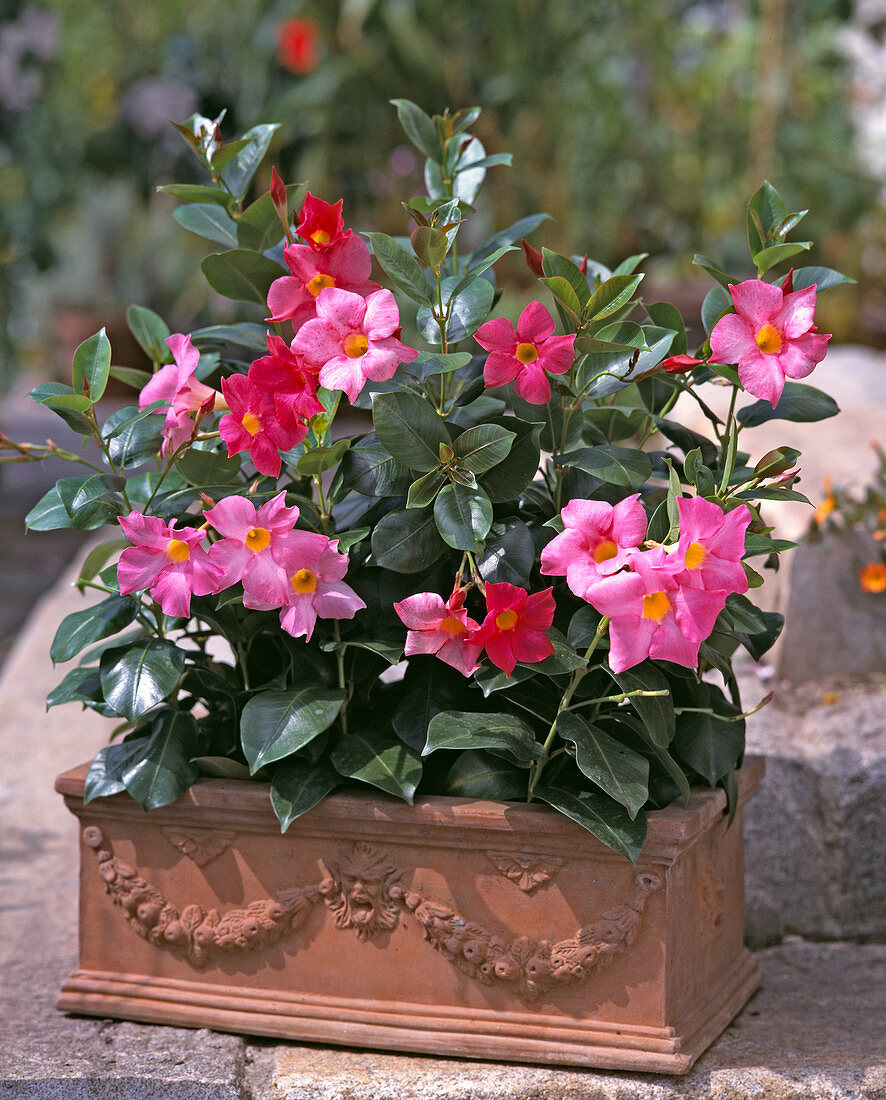 Dipladenia sanderi 'Mandevilla'