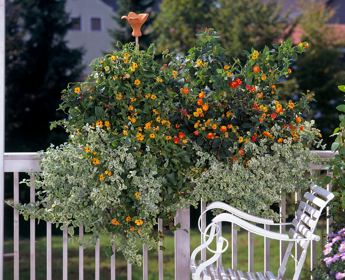 Helichrysum 'Rondello', Thunbergia alata, Lantana hybride