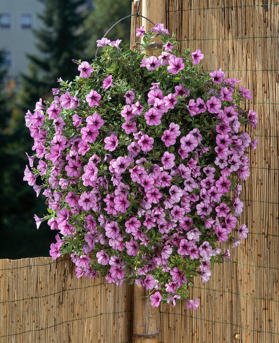 Petunia hybrid 'Pink Vein'