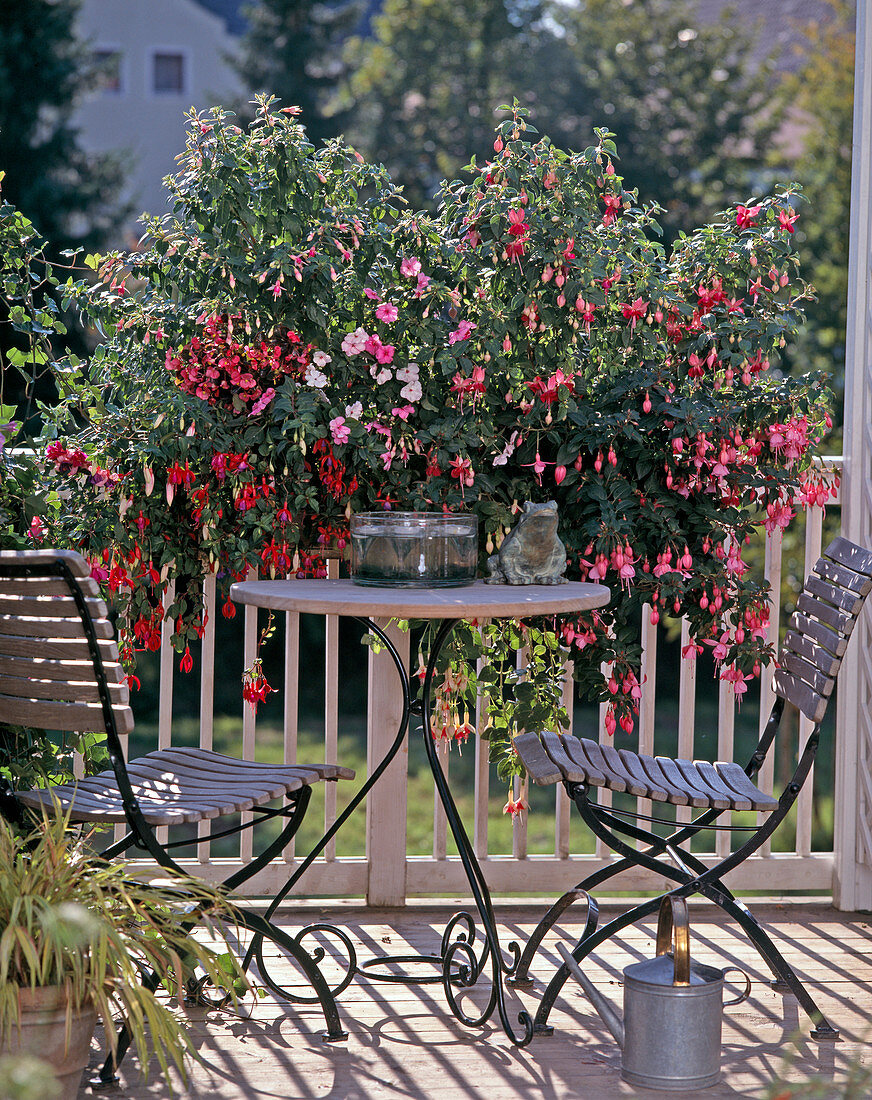 Fuchsia hybrids, Impatiens walleriana