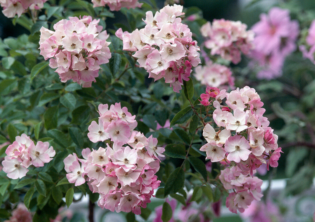 Rosa moschata 'Ballerina' (shrub rose), repeat flowering, hardly fragrant