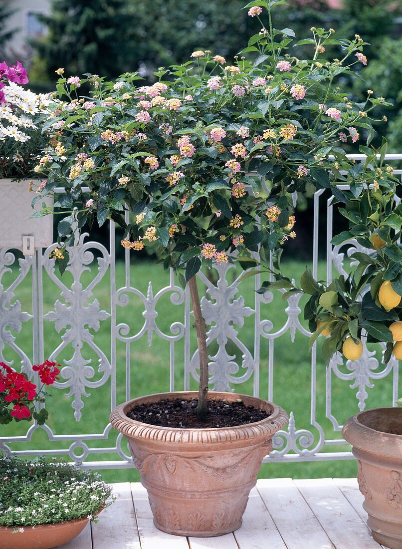 Lantana Camara-Hybride